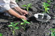 Photo: senior woman planting a pepper seedling senior woman planting a pepper seedling