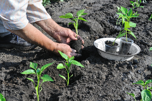 Photo: senior woman planting a pepper seedling senior woman planting a pepper seedling