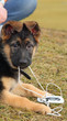 Photo: Dog playing with an mp3 player Dog playing with an mp3 player