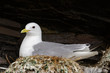 Dreizehenmöwe, Black-legged kittiwake, Rissa tridactyla