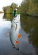 Chub caught on plastic lure