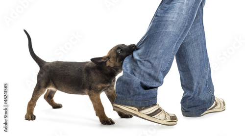 Photo: Belgian shepherd puppy biting leg against white background Belgian shepherd puppy biting leg against white background