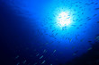 Wasseroberfläche und Fische