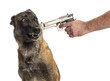 Gun pointed at a scared Belgian Shepherd's head