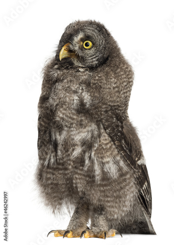 Photo: Great Grey Owl or Lapland Owl, Strix nebulosa Great Grey Owl or Lapland Owl, Strix nebulosa