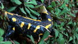 Video: Tailed amphibian, fire salamander Tailed amphibian, fire salamander