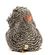 Chicks hiding under mother Hen against white background