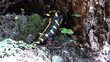 Tailed amphibian, fire salamander