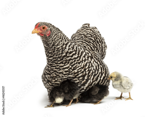 Photo: Chicks hiding themselves under mother Hen Chicks hiding themselves under mother Hen