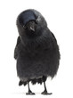 Western Jackdaw, Corvus monedula