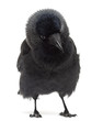 Western Jackdaw looking down, Corvus monedula