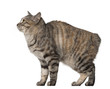 Side view of a Kurilian Bobtail, 1 year old