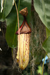 Pitcher plant