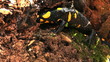 Tailed amphibian, fire salamander