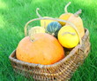 récolte de coloquintes et courge,dans un panier