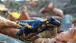 Tailed amphibian, fire salamander