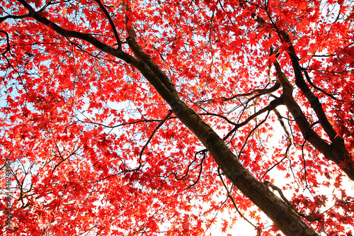 Photo: Red Japanese Maple tree in the park Red Japanese Maple tree in the park