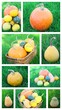 montage de récolte de divers cucucrbitacées