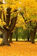 Autumn in the park