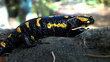 Tailed amphibian, fire salamander
