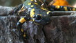 Tailed amphibian, fire salamander