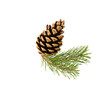 Sprig of pine cone isolated