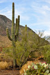 Desert Scene