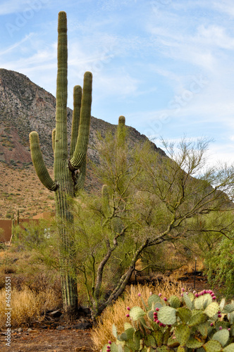 Photo: Desert Scene Desert Scene
