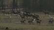 stado koni w galopie slow motion
