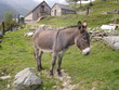 asinello