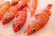 Foto: ocean perch fish on ice ocean perch fish on ice
