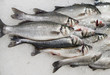 Foto: fresh fish on ice at market fresh fish on ice at market