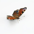 Foto: Schmetterling Schmetterling