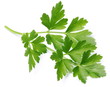 canvas print picture - Parsley.