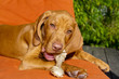 Mojo und der Knochen 3