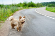 A stray dog on the road