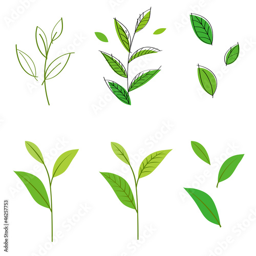 Illustration: 茶葉 茶葉