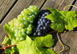 Weintrauben - Vine Grapes