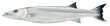 Barracuda - Sphyraena genus
