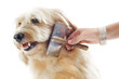 grooming griffon