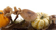 champignons et coloquintes