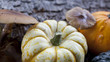 potirons coloquintes champignons