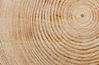 Wooden Texture