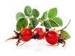 Group of rose hips isolated on a white background.
