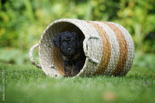 Photo: Pudel Welpe Pudel Welpe