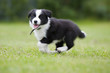 Australian Shepherd Welpe