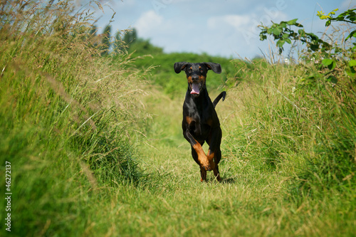 Photo: Dobermann Dobermann