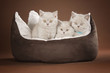 Babykatzen