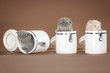 Briten Katzenbabies