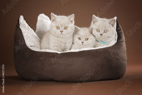 Photo: Babykatzen Babykatzen